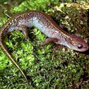 Hynobius keyserlingi Dvb.